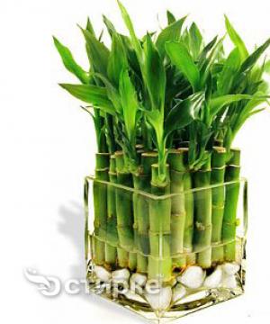 Kapalı bambu iyi şanslar getiren bir bitkidir!